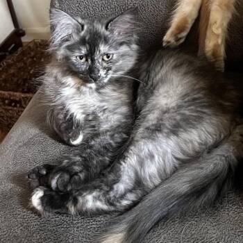 Mabel -  Domestic Long Hair Cat for Adoption in Springfield, Oregon - Mabel | PetCurious