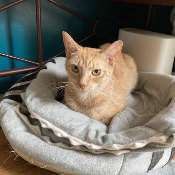 Domestic Short Hair Cats Available for Adoption in Greensboro, North Carolina - Curly Tail | PetCurious