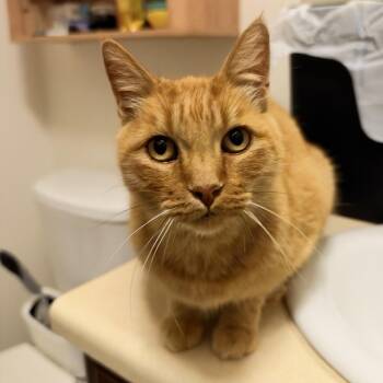 Guerito -  Domestic Short Hair Cat for Adoption in Long Beach, California - Guerito | PetCurious