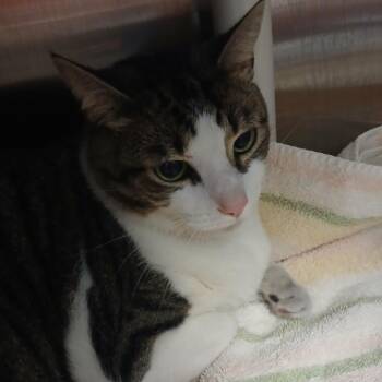 Domestic Short Hair Cats Available for Adoption in Philadelphia, Pennsylvania - Michelle | PetCurious
