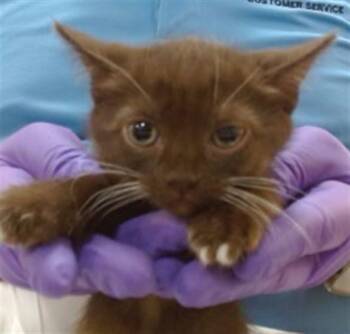 Domestic Short Hair Cats Available for Adoption in Doral, Florida - TRUFFLE | PetCurious