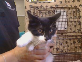 ABRACADABRA -  Domestic Short Hair Cat for Adoption in Sacramento, California - ABRACADABRA | PetCurious