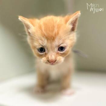 Candle -  Domestic Short Hair Cat for Adoption in Spokane, Washington - Candle | PetCurious