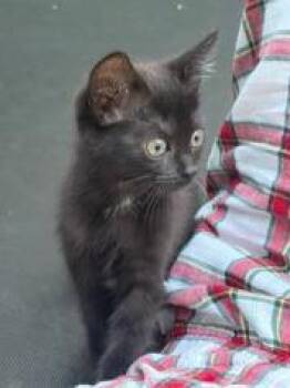 MIKA -  Domestic Short Hair Cat for Adoption in Charlotte, North Carolina - MIKA | PetCurious