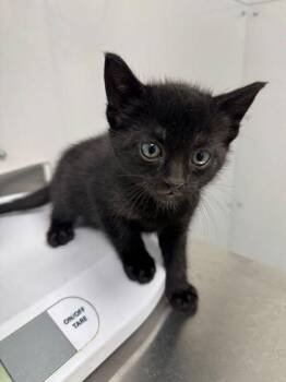 Domestic Short Hair Cats Available for Adoption in Sevierville, Tennessee - Abby Cadabby | PetCurious