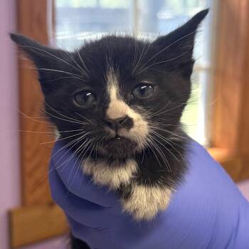 Domestic Short Hair Cats Available for Adoption - Kung Pao | PetCurious