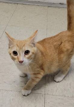 OYSTER -  Domestic Short Hair Cat for Adoption in Sandusky, Ohio - OYSTER | PetCurious