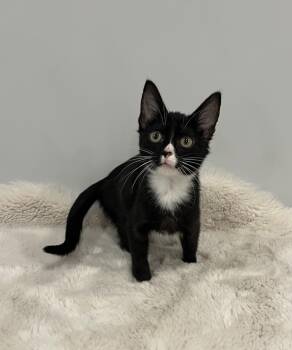 Rescue Domestic Short Hair Cats for Adoption in Chicago, Illinois - Haku | PetCurious