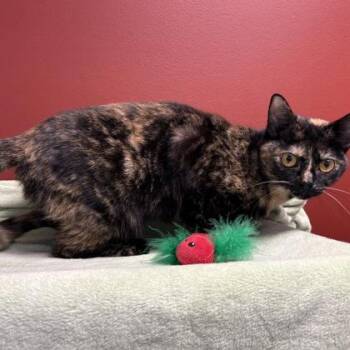 Domestic Short Hair Cats Available for Adoption in Janesville, Wisconsin - Moon | PetCurious