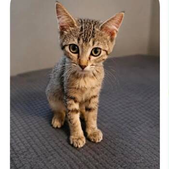 Yahtzee -  Domestic Short Hair Cat for Adoption in Victoria, British Columbia - Yahtzee | PetCurious