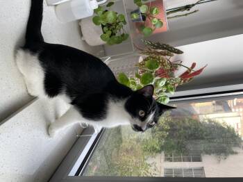 Rescue American Shorthair Cats for Adoption in New York, New York - Nova | PetCurious