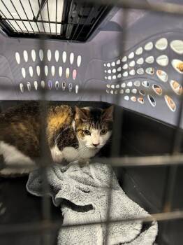 SAHARA -  Domestic Short Hair Cat for Adoption in Charlotte, North Carolina - SAHARA | PetCurious