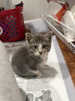 Odin -  Domestic Short Hair Cat for Adoption in Bayonne, New Jersey - Odin | PetCurious