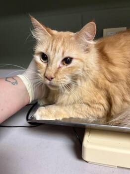 Domestic Long Hair Cats Available for Adoption in Jacksonville, Florida - SOPHIA | PetCurious