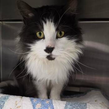 Domestic Long Hair Cats Available for Adoption - Captain America | PetCurious