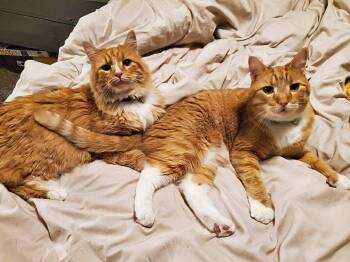 Rescue Domestic Short Hair Cats for Adoption in Sioux Falls, South Dakota - Cojack And Colbie | PetCurious