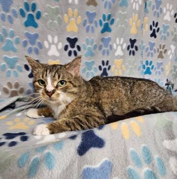 Domestic Short Hair Cats Available for Adoption in Wabash, Indiana - Harriett | PetCurious