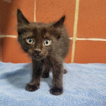 Rescue Domestic Medium Hair Cats for Adoption in Cabot, Arkansas - Phantom | PetCurious