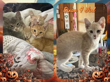 Dixon 4 Girl -  Domestic Short Hair Cat for Adoption in Corinth, New York - Dixon 4 Girl | PetCurious