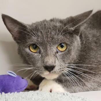 Domestic Short Hair Cats Available for Adoption - Cipher | PetCurious