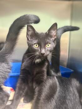 Eros -  Domestic Short Hair Cat for Adoption in Waverly, Tennessee - Eros | PetCurious