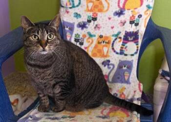 Rescue Domestic Short Hair Cats for Adoption in Baton Rouge, Louisiana - Rety | PetCurious