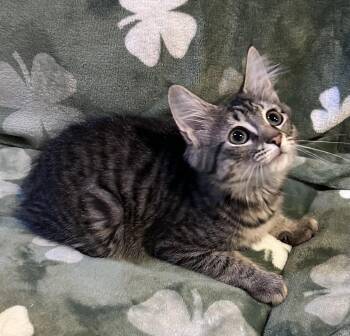 Maria -  Manx and Maine Coon Cat for Adoption in Allentown, New Jersey - Maria | PetCurious