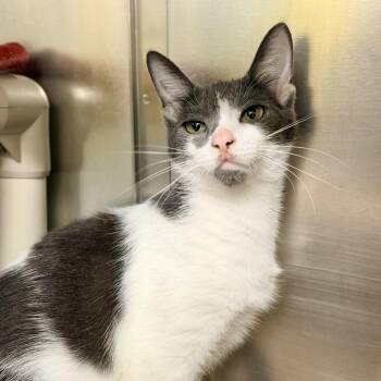 Villa -  Domestic Short Hair Cat for Adoption in Jackson Township, New Jersey - Villa | PetCurious