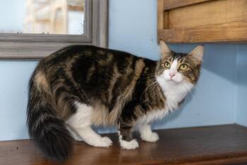 Rescue Siberian Cats for Adoption in Chicago, Illinois - Sally | PetCurious