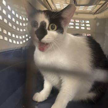 Patches -  Domestic Short Hair Cat for Adoption in Philadelphia, Pennsylvania - Patches | PetCurious