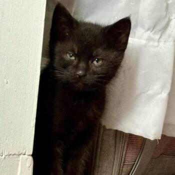 Anakin -  Domestic Short Hair Cat for Adoption in Rochester, Minnesota - Anakin | PetCurious