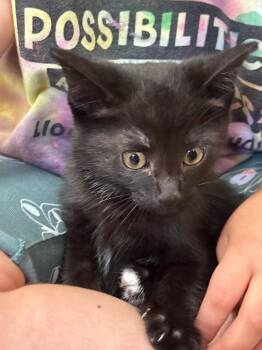 Tip -  Domestic Short Hair Cat for Adoption in Grand Rapids, Michigan - Tip | PetCurious