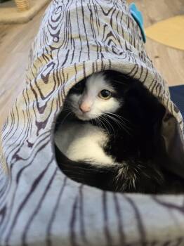 Molly -  Domestic Short Hair Cat for Adoption in Prineville, Oregon - Molly | PetCurious