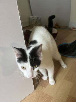 Domestic Short Hair Cats Available for Adoption - Valentine | PetCurious