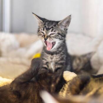 Gansito -  Domestic Short Hair Cat for Adoption - Gansito | PetCurious