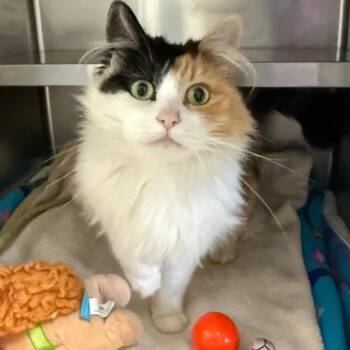 Domestic Long Hair Cats Available for Adoption in Fort Bragg, California - Maggie | PetCurious