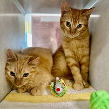 Domestic Short Hair Cats Available for Adoption in Glenwood Springs, Colorado - Fuzzy | PetCurious