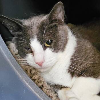 Nyx -  Domestic Short Hair Cat for Adoption in Columbus, North Carolina - Nyx | PetCurious