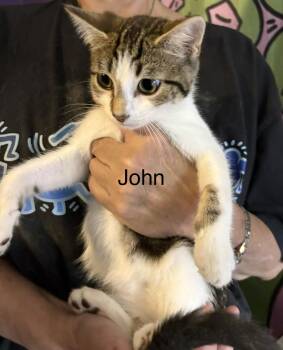 John -  Domestic Short Hair and Tabby Cat for Adoption in Roslyn Heights, New York - John | PetCurious