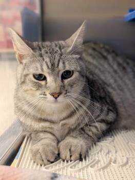 Rescue Tabby Cats for Adoption in Capshaw, Alabama - OAKLEY | PetCurious