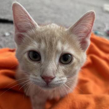 Capushino (fka Brioche) -  Domestic Short Hair Cat for Adoption in Cumming, Georgia - Capushino (fka Brioche) | PetCurious