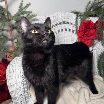 Domestic Short Hair Cats Available for Adoption - Scar Deer 55863 | PetCurious