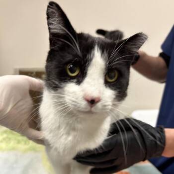 American Shorthair Cats Available for Adoption in Reno, Nevada - Oddball | PetCurious