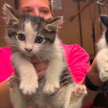 Hoot -  Domestic Short Hair Cat for Adoption in Edwardsville, Illinois - Hoot | PetCurious