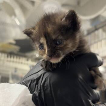 Rescue Domestic Medium Hair Cats for Adoption in New York, New York - Fennel | PetCurious