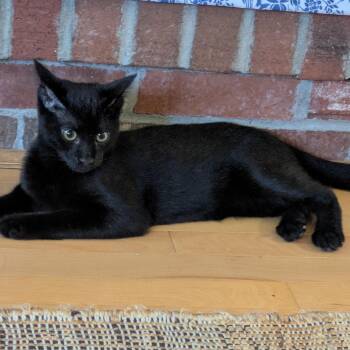 Bear -  Domestic Short Hair Cat for Adoption in West Warwick, Rhode Island - Bear | PetCurious