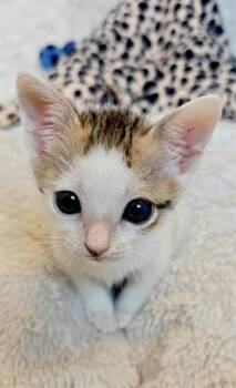 A1265578 -  Domestic Short Hair Cat for Adoption in Charlotte, North Carolina - A1265578 | PetCurious