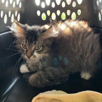 Tige - Chow Hound Northland -  Domestic Medium Hair Cat for Adoption in Grand Rapids, Michigan - Tige - Chow Hound Northland | PetCurious