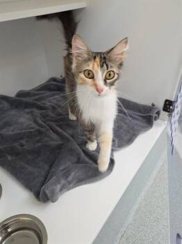 PUFF -  Domestic Medium Hair Cat for Adoption in Indianapolis, Indiana - PUFF | PetCurious