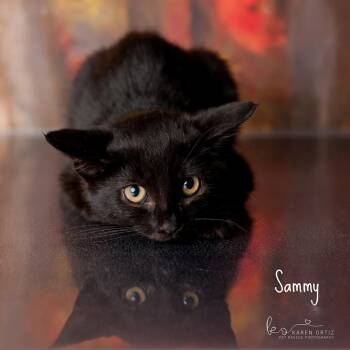 Domestic Short Hair Cats Available for Adoption - Sammy | PetCurious